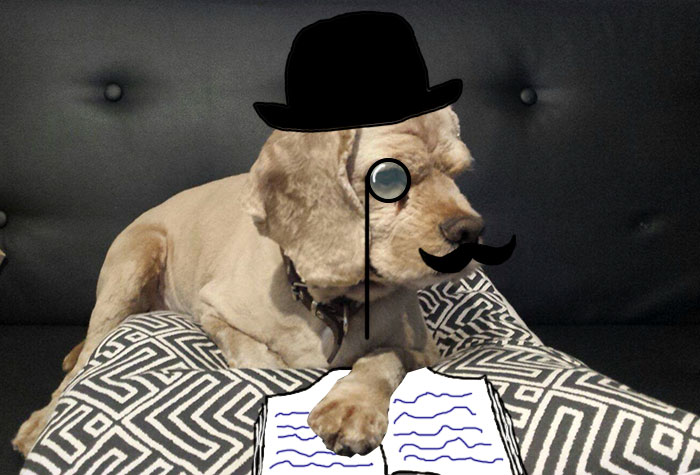 Doodle Your Pets To Take Them On New Adventures Doodle Your Pets To Take Them On New Adventures