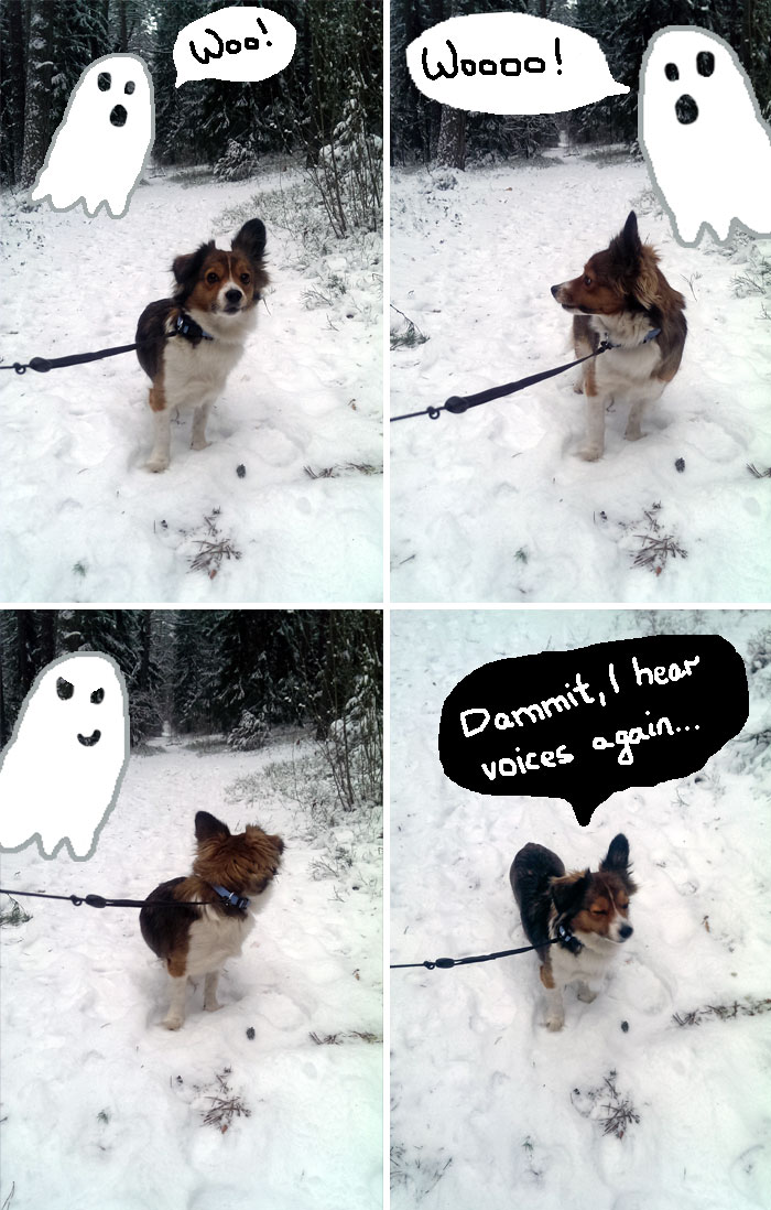 Doodle Your Pets To Take Them On New Adventures Doodle Your Pets To Take Them On New Adventures