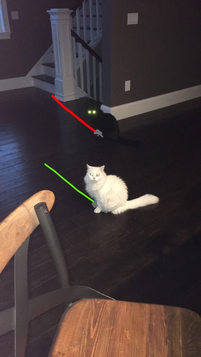 Doodle Your Pets To Take Them On New Adventures Doodle Your Pets To Take Them On New Adventures