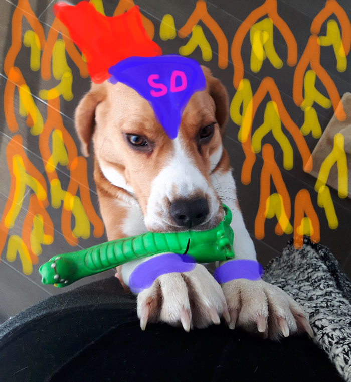 Doodle Your Pets To Take Them On New Adventures Doodle Your Pets To Take Them On New Adventures