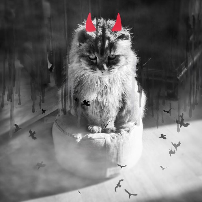 Doodle Your Pets To Take Them On New Adventures Doodle Your Pets To Take Them On New Adventures