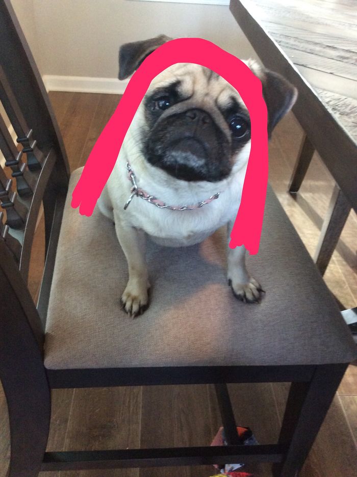 Doodle Your Pets To Take Them On New Adventures Doodle Your Pets To Take Them On New Adventures