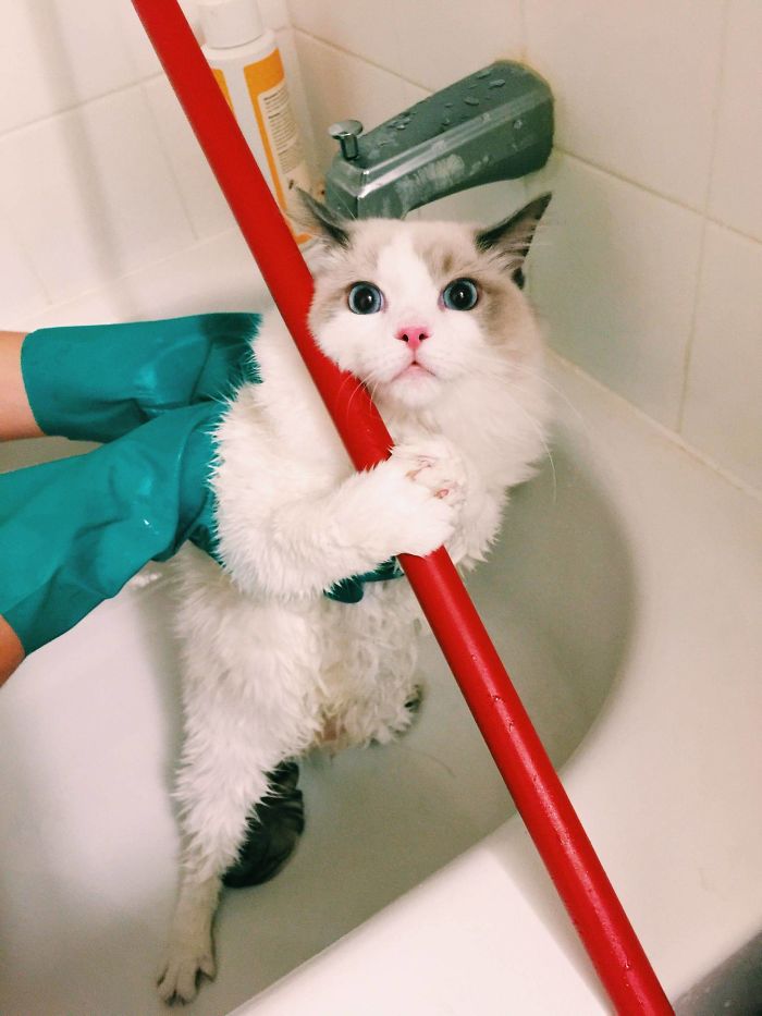 Share Pictures Of Your Pets Having A Bath