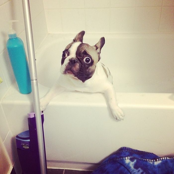 Share Pictures Of Your Pets Having A Bath
