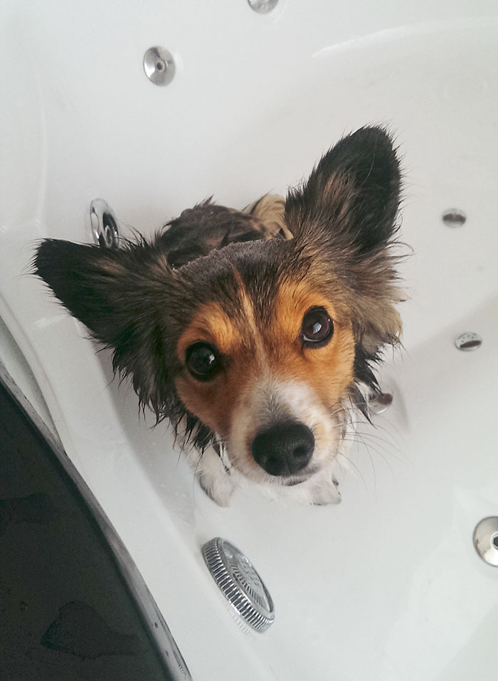 Share Pictures Of Your Pets Having A Bath