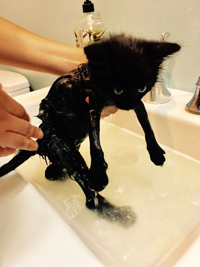 Share Pictures Of Your Pets Having A Bath