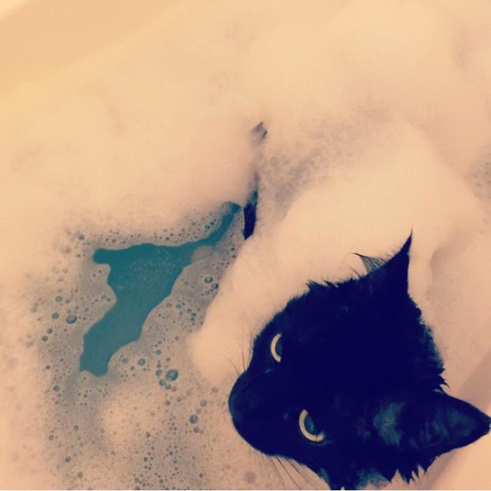 Share Pictures Of Your Pets Having A Bath