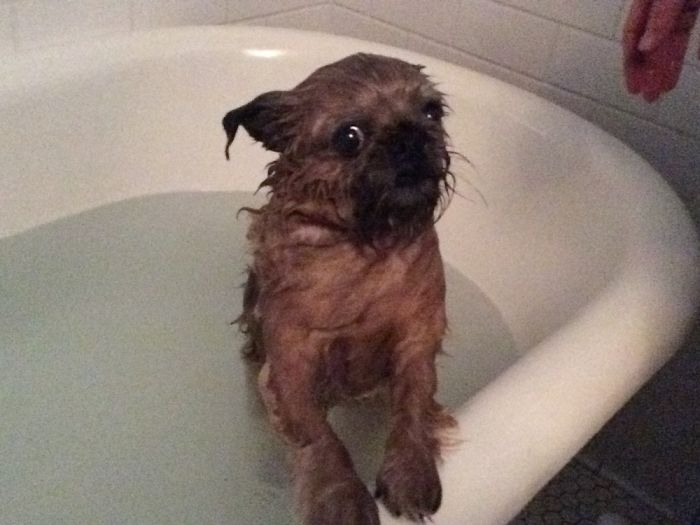 Share Pictures Of Your Pets Having A Bath