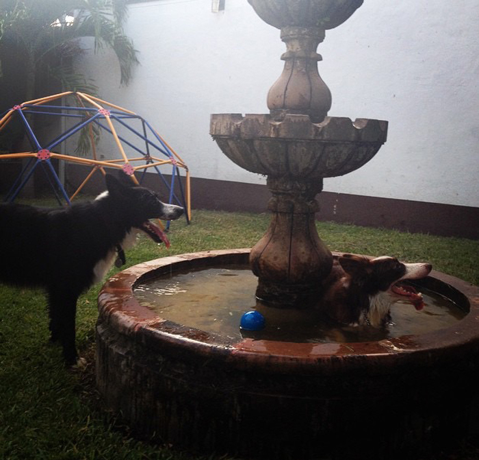 Share Pictures Of Your Pets Having A Bath