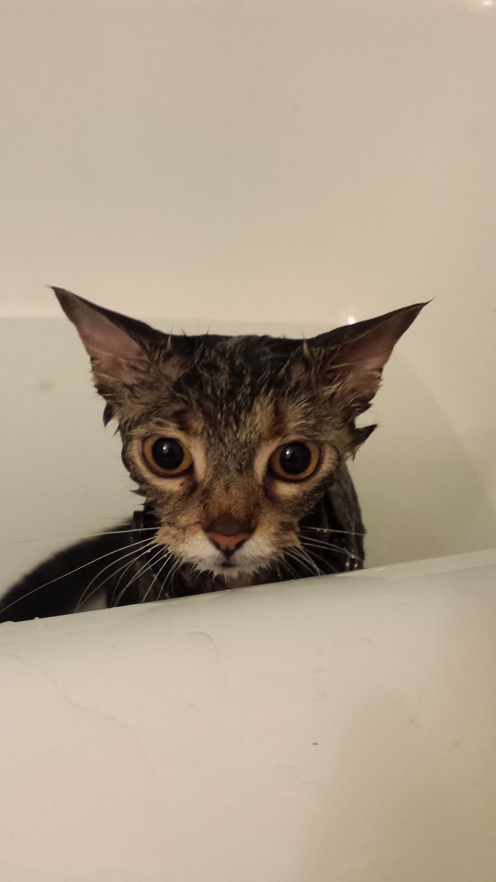 Share Pictures Of Your Pets Having A Bath