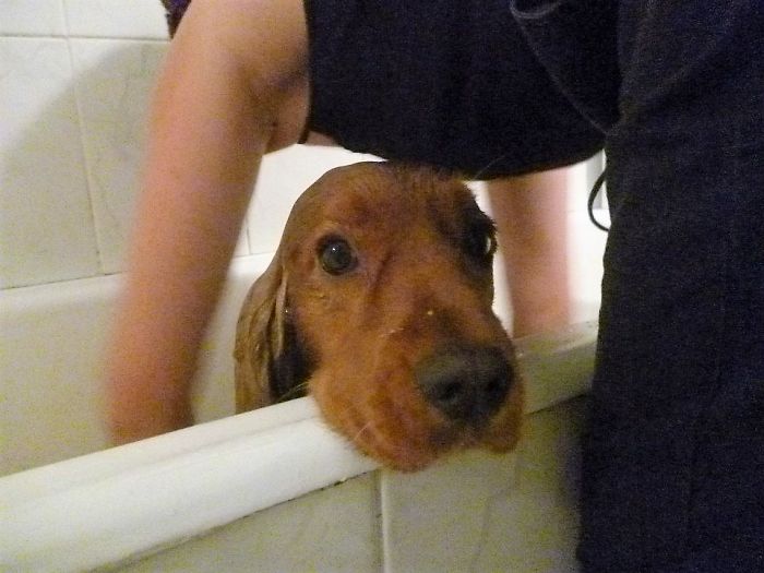 Share Pictures Of Your Pets Having A Bath