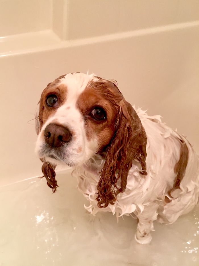 Share Pictures Of Your Pets Having A Bath