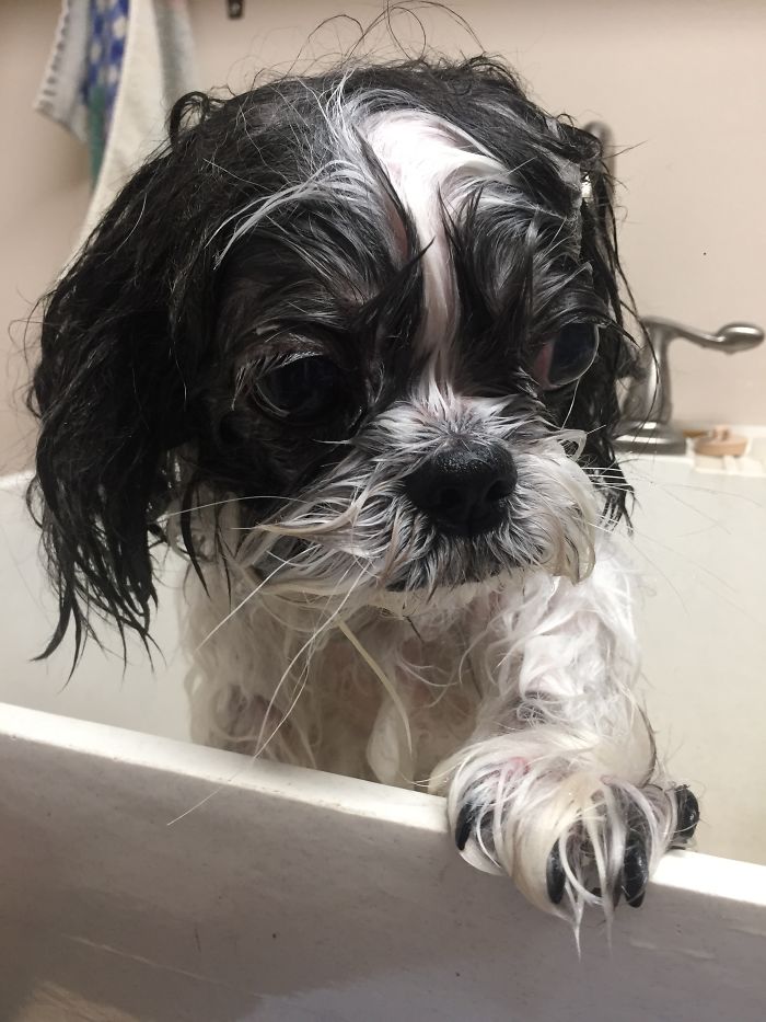 Share Pictures Of Your Pets Having A Bath