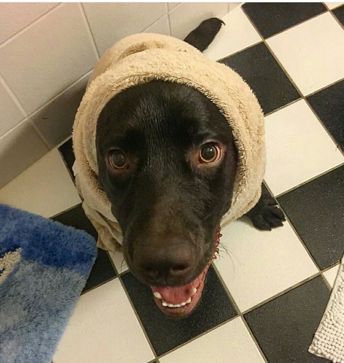 Share Pictures Of Your Pets Having A Bath