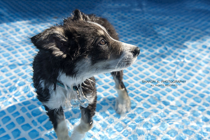 Share Pictures Of Your Pets Having A Bath
