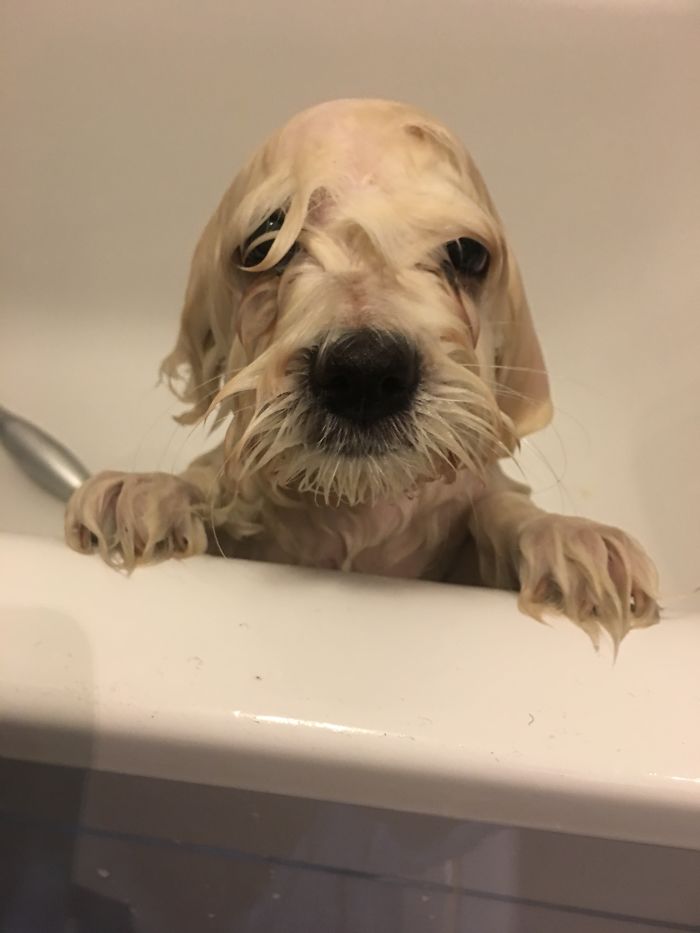 Share Pictures Of Your Pets Having A Bath