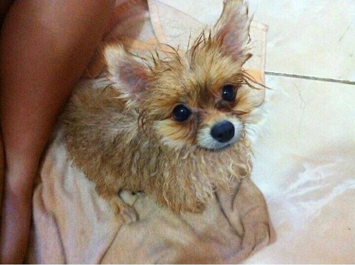 Share Pictures Of Your Pets Having A Bath