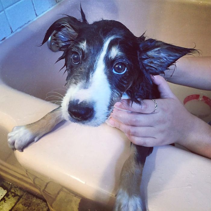 Share Pictures Of Your Pets Having A Bath