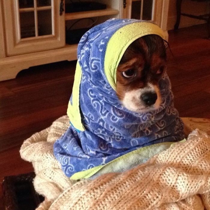 Share Pictures Of Your Pets Having A Bath