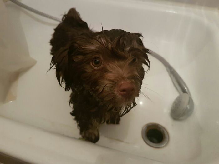 Share Pictures Of Your Pets Having A Bath