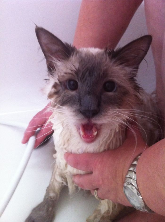 Share Pictures Of Your Pets Having A Bath