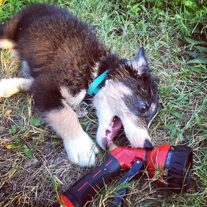 Share Pictures Of Your Pets Having A Bath