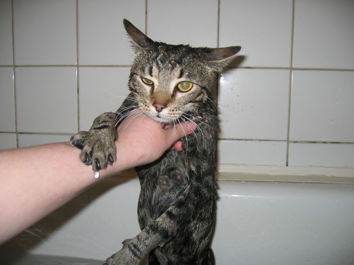 Share Pictures Of Your Pets Having A Bath