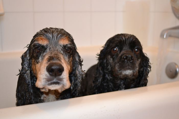 Share Pictures Of Your Pets Having A Bath