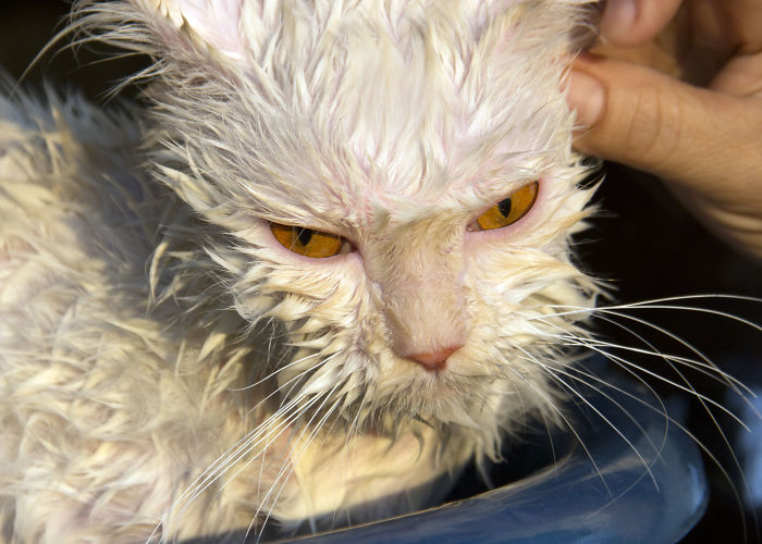 Share Pictures Of Your Pets Having A Bath