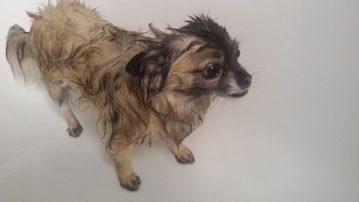 Share Pictures Of Your Pets Having A Bath