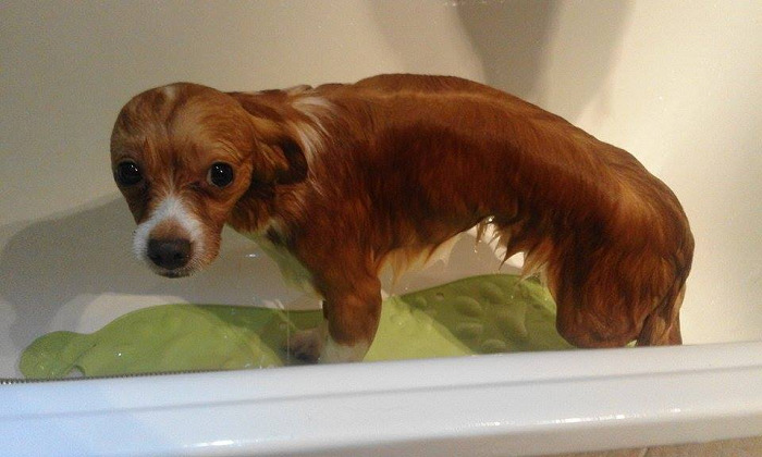 Share Pictures Of Your Pets Having A Bath