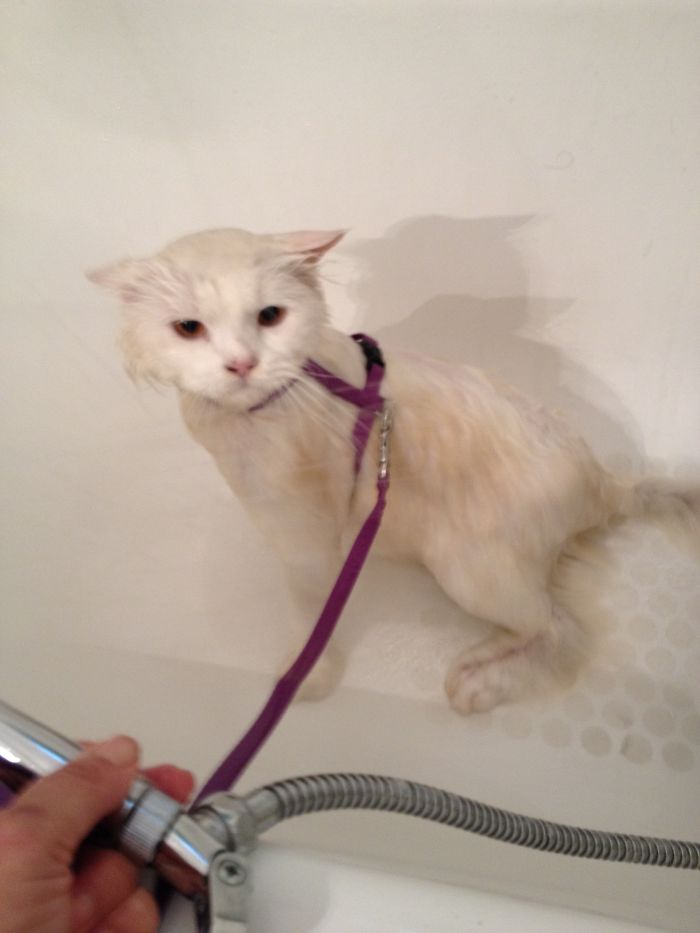 Share Pictures Of Your Pets Having A Bath