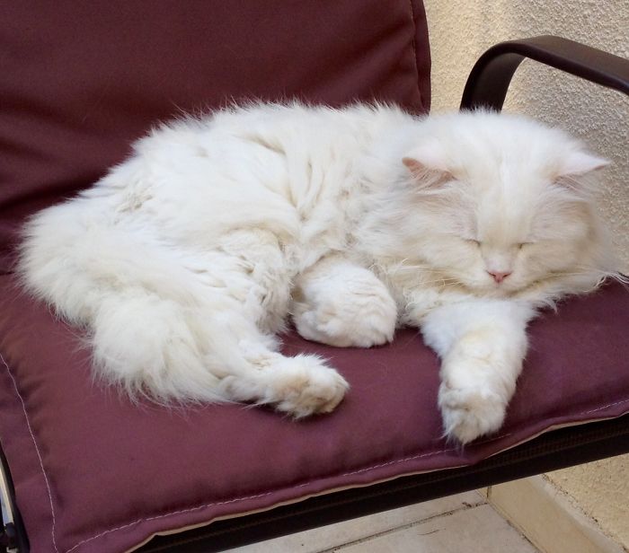 Share Pictures Of Your Pets Having A Bath