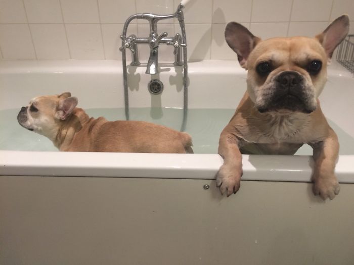 Share Pictures Of Your Pets Having A Bath