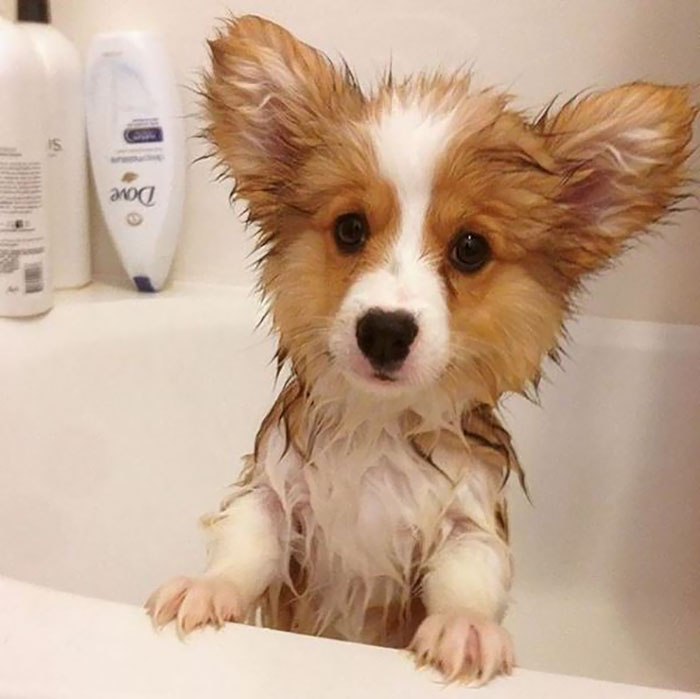 Share Pictures Of Your Pets Having A Bath