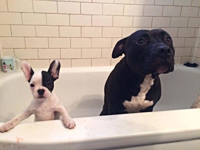 Share Pictures Of Your Pets Having A Bath