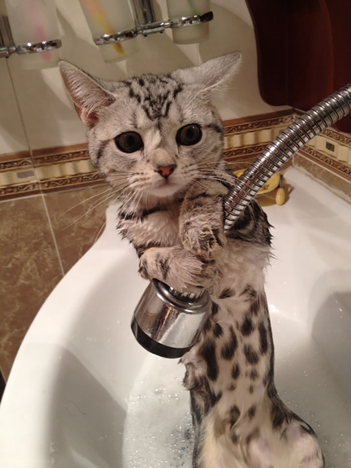 Share Pictures Of Your Pets Having A Bath