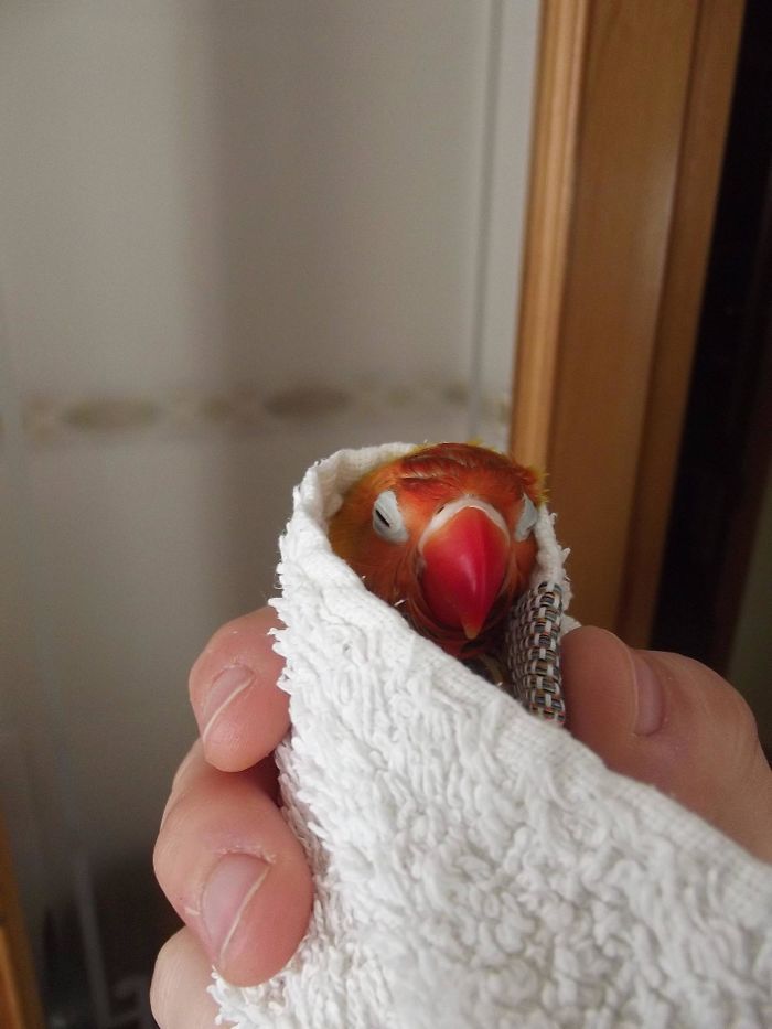 Share Pictures Of Your Pets Having A Bath