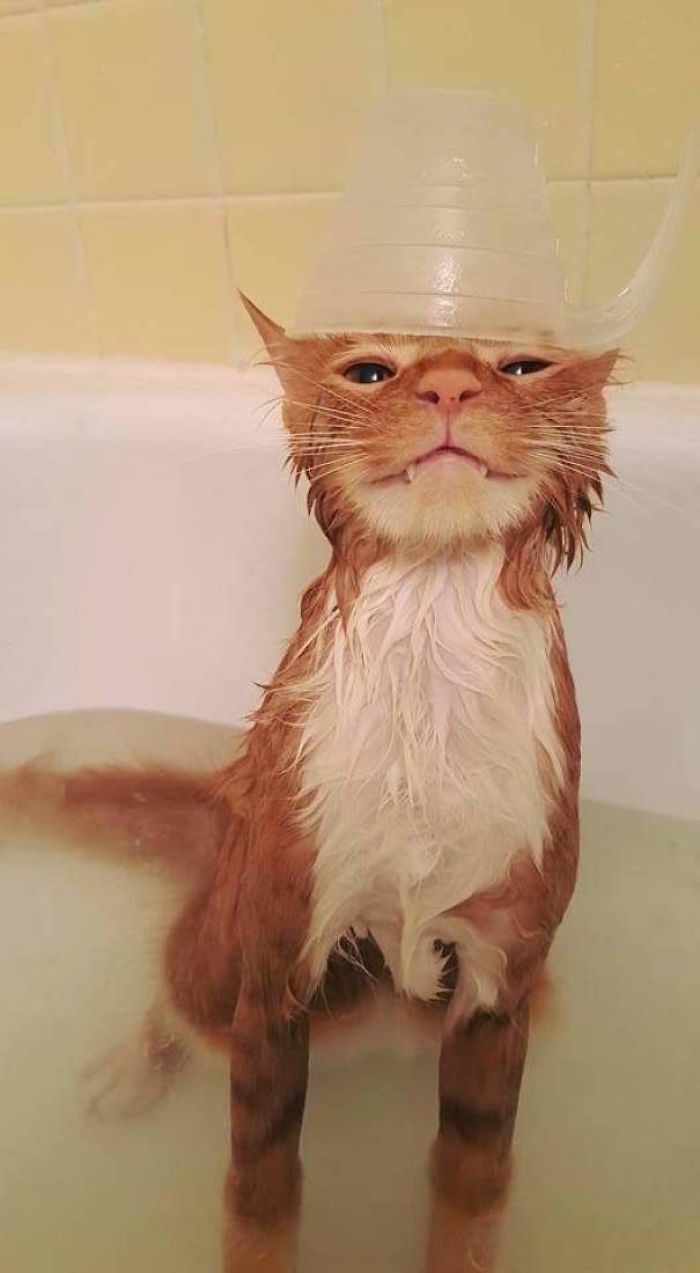 Share Pictures Of Your Pets Having A Bath