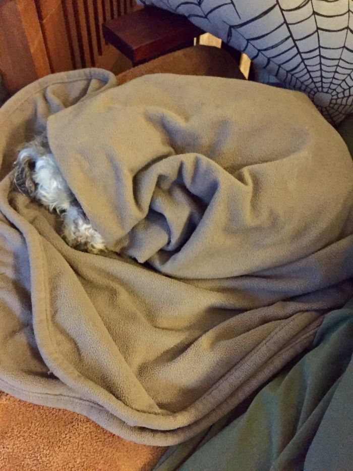 Share Pictures Of Your Pets Having A Bath