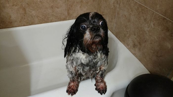 Share Pictures Of Your Pets Having A Bath