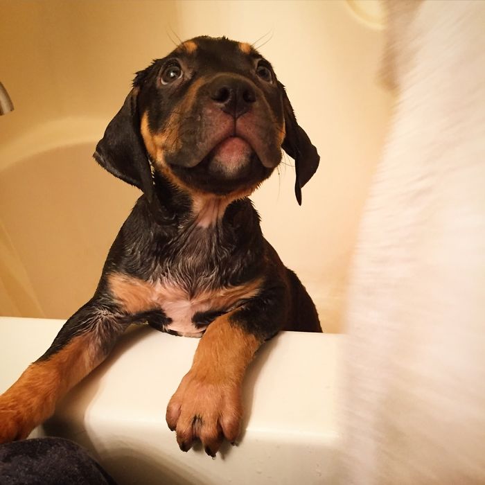Share Pictures Of Your Pets Having A Bath