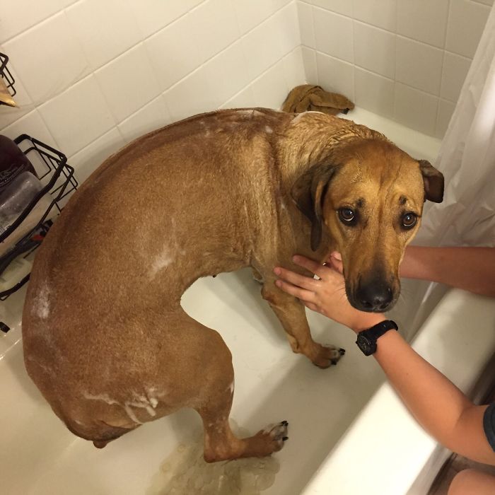 Share Pictures Of Your Pets Having A Bath