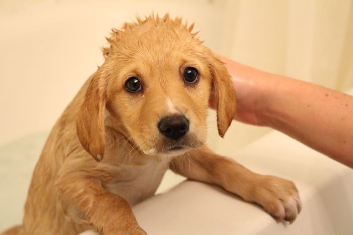 Share Pictures Of Your Pets Having A Bath