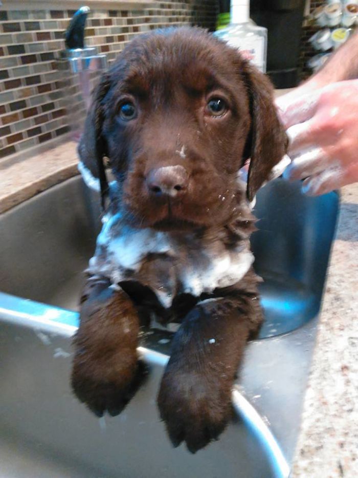 Share Pictures Of Your Pets Having A Bath