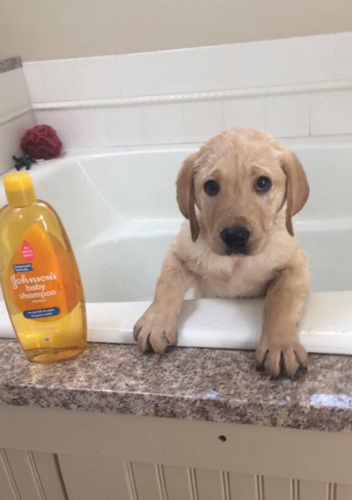 Share Pictures Of Your Pets Having A Bath