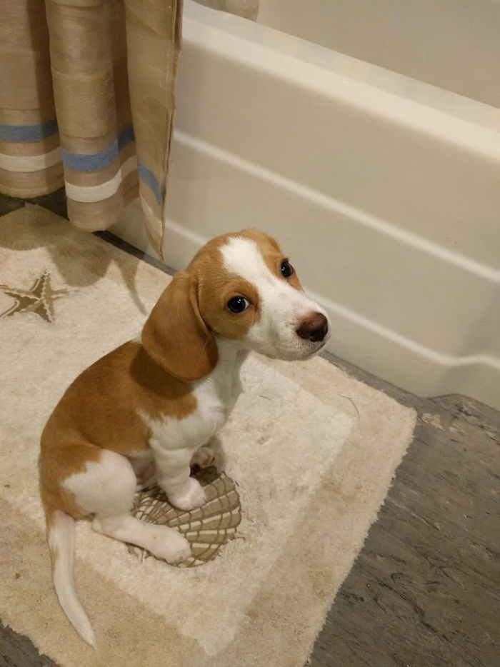 Share Pictures Of Your Pets Having A Bath