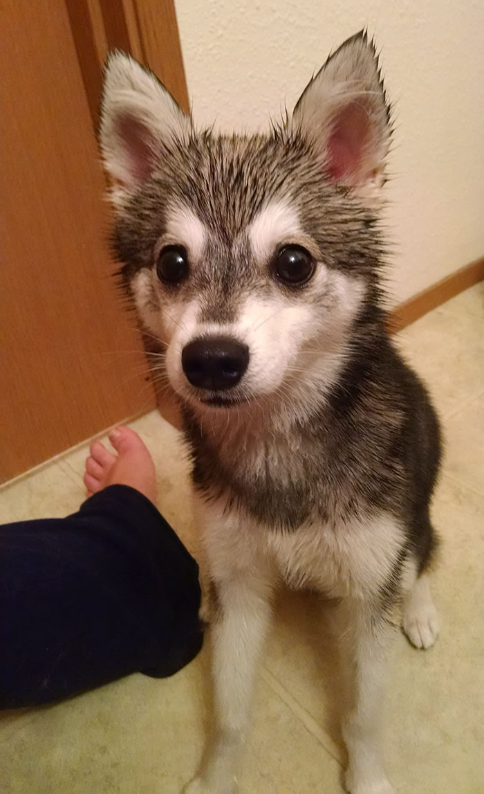 Share Pictures Of Your Pets Having A Bath