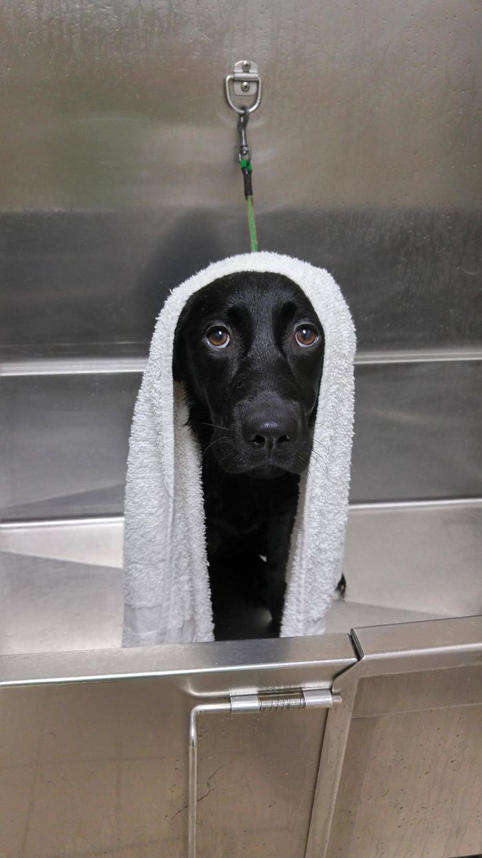 Share Pictures Of Your Pets Having A Bath