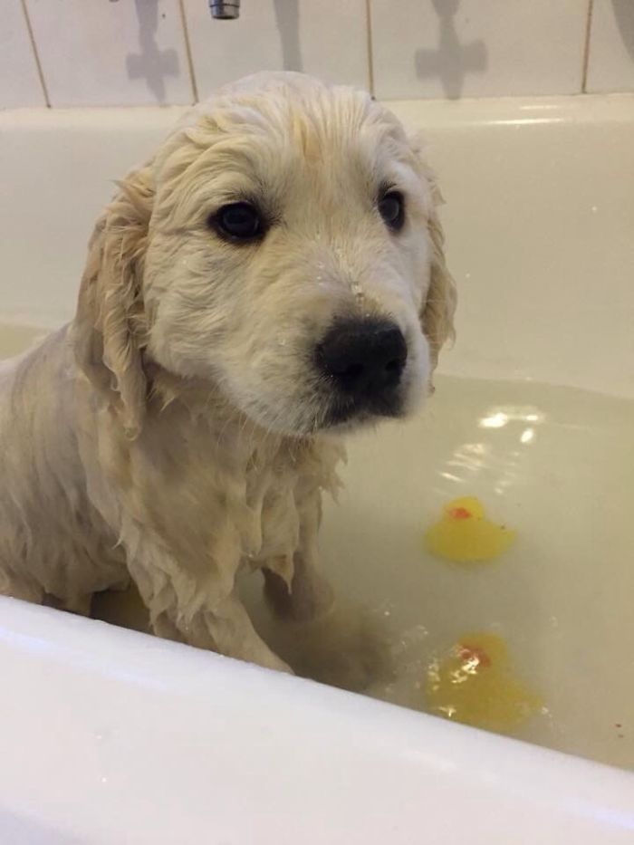 Share Pictures Of Your Pets Having A Bath
